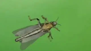 HD Green Screen ✩ Insect Swarm