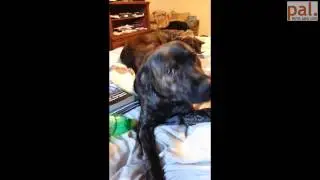 Los Perros Odian el Internet