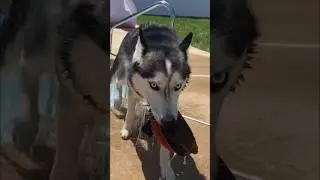 husky dog goes swimming! SUCH A GOOD SWIMMER! the happy tail!
