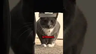 Questa RAGAZZA voleva FARE uno SCHERZO al GATTO 
