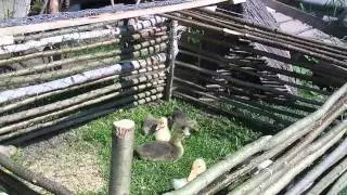 Птицеферма 