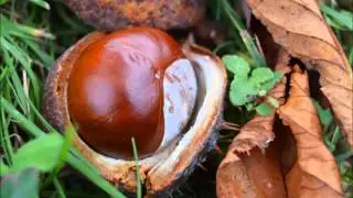 Herbst im Wertachtal (2015)