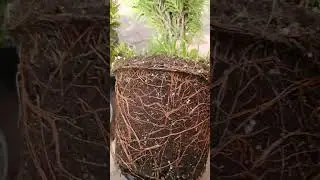 Туя западная Даника