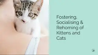 Project LUNI - Rehoming & Caring for Streets Cats in Singapore