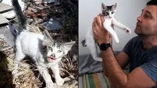 Homeless kitten Vasilisa. One life story
