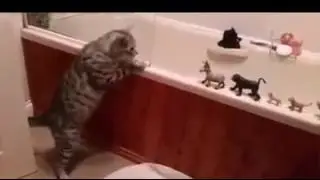 Katil kedi