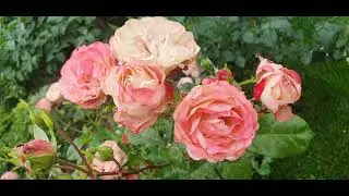 EDROSES/Троянда 🌹 Акрополіс (Acropolis), Meilland Франція, 2001.Флорибунда (Floribunda)