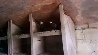 Голуби у другана.