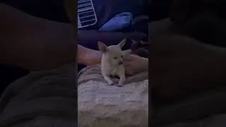 Bebe loves feet scratching