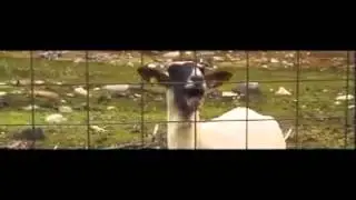 Прикол для поднятия настроения 2015