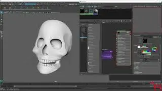 Basic X-Ray Arnold