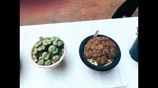 Cactus exhibition, mini suseki, and mini bonsai stands.