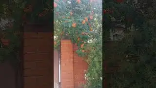 #кавер #татарскаяусадьба #музыка #садиогород #алтан