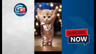 Aidancing cat copyright free video Kesy upload kren?how to upload aidancing cat copyrightfree video?
