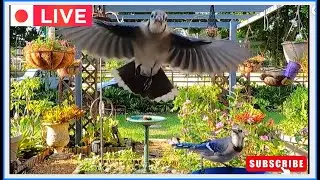 LIVE Garden WEBCAM