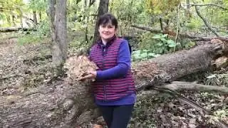 США 🇺🇸 АМЕРИКАНСКИЕ ОПЯТА-МУТАНТЫ 😱