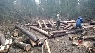 ЛЕСОТЕРАПИЯ. СЕЗОН 2023.