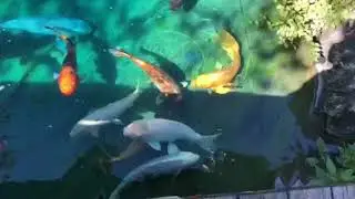 Ботанический сад в Монреале. Японскими Китайский чалы. Золотая рыбка. 8 сентября 2018