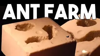 STONE Ant Farms for PET ANTS