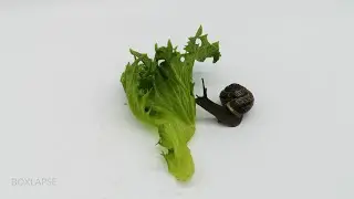 Snail ASMR (turn volume up)