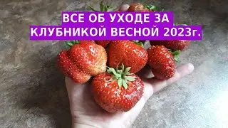 Важная обработка клубники ранней весной - что делаем в первую очередь.