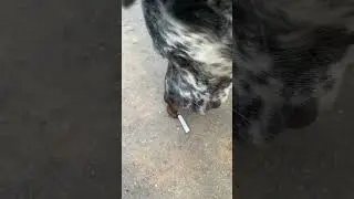 Курение вредит вашим курям 😅