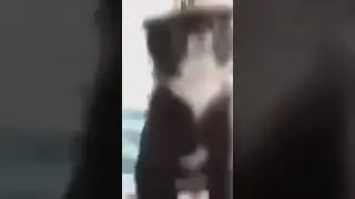 пранк красивая девушка показала грудь