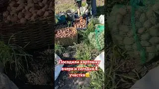 А вы давно посадили картошку?) мне кажется ее проще купить😅 #огород #картошка
