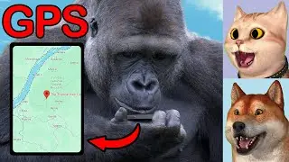 Gorilla Fun Facts To Make You Laugh
