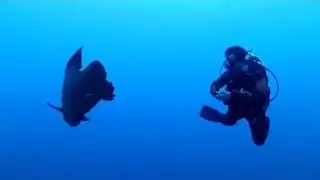 Рыба Наполеон 🐟