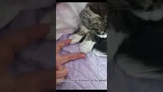 nie bu kadar geçişi kötü oldu BU DA GİTTİ BAKALIM ŞİMDİ KİM GİDİCEK