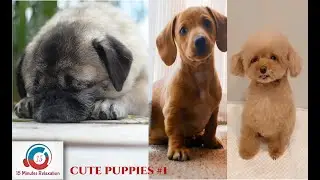 Funny & Cute puppies compilation #1 | Cute dogs compilation.