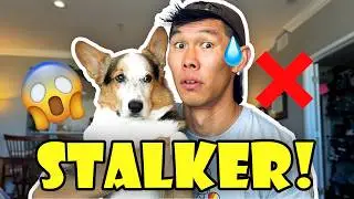 How My Corgi and I Handled a Stalker || Life After College: Ep. 776