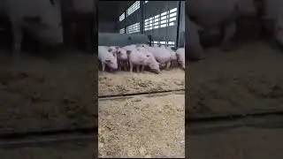 Поросята прибыли к клиенту