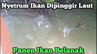 Setrum Ikan Khusus Laut/Muara