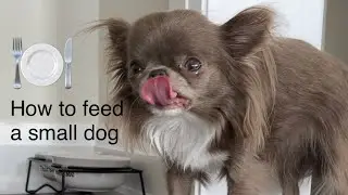 🍽️You will be surprised‼️how much food a 4 lbs chihuahua really needs🍗@MilaChihuahua