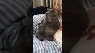 #shorts  #funny  #cat  #jokes  #tiktok #animal