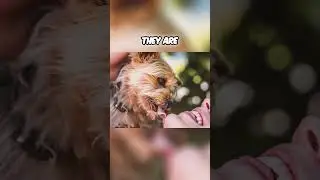 Maltese vs Yorkie - Which Breed is Right for You?