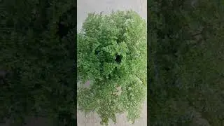 зелёное облако-ПИЛЕЯ мелколистная