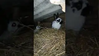 2 серия. моё хозяйство, кролики, бабочка, строкач +18 🐇🤣😂
