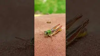 saltamonte en Perú #shorts #insectos #hermoso #saltamontes