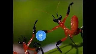 ناروتو وعالم الحيوان animals with naruto special effects