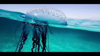 Venomous Man O'War Jellyfish