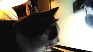 Remy boy figured out a better way to play computer cat games