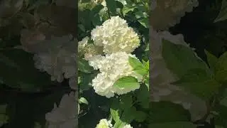 💕  У нас в наличии гортензии разных видов #цветы #гортензия #питомникрастений