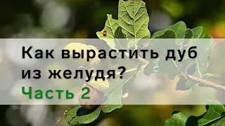Как вырастить дуб из желудя. Часть 2.