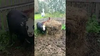 ПОТОП на ферме| ГРЯЗЕВЫЕ ВАННЫ для ВЕСНУШКИ VS ПАНДЫ💩🐮 В Новосибирске ввели режим ЧС из-за дождей🌊🌧️