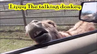 Talking Donkey Vine