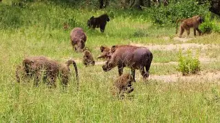 Male Warthog Grazing With the Females | Nairobi National Park Sightings