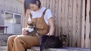 An island with lots of cats